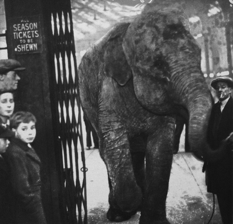 Elephant at station